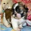 Shih Tzu puppies for sale