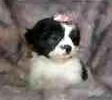 Shih Tzu puppies for sale