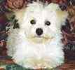 Bichon Frise puppies for sale