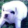 English Bulldog puppies for sale
