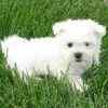 Maltese puppies for sale 