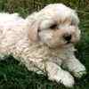 Maltese puppies for sale 