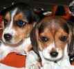 Beagle puppies for sale