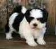 Shih Tzu puppies for sale