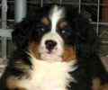 Bernese Mountain Dog puppies for sale
