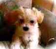 Maltese puppies for sale 