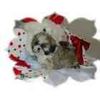 Shih Tzu puppies for sale