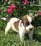 Saint Bernard puppies for sale