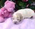 Beagle puppies for sale