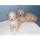 Labradoodle puppies for sale