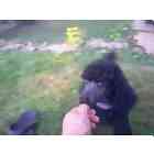 Standard Poodle puppies