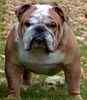 English Bulldog puppies for sale