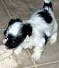 Maltese puppies