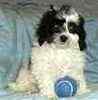Bichpoo puppies for sale