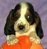 Basset Hound puppies for sale