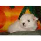 Maltese puppies