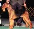 Airedale puppies for sale