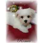 Maltese puppies