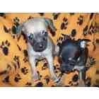 Chihuahua puppies