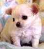 Chihuahua puppies