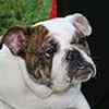 English Bulldog puppies for sale