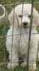 Standard Poodle puppies