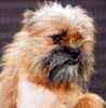 Affenpinscher puppies for sale