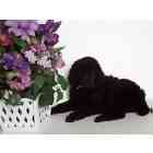 Standard Poodle puppies