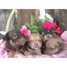 Chihuahua puppies