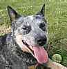 Australian Cattle Dog puppies for sale