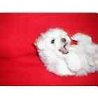 Maltese puppies