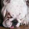 English Bulldog puppies for sale