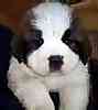 Saint Bernard puppies for sale