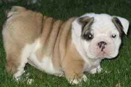 English Bulldog puppies for sale