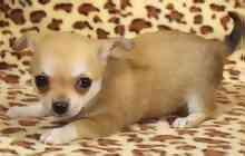 Chihuahua puppies