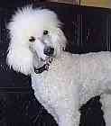 Standard Poodle puppies