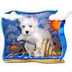 Maltese puppies