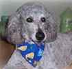 Standard Poodle puppies