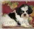 Shih Tzu puppies for sale