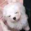 Maltese puppies for sale 
