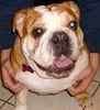 English Bulldog puppies for sale