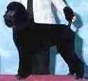 Standard Poodle puppies