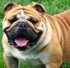 English Bulldog puppies for sale