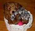 Yorkiepoo puppies for sale 