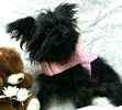Yorkiepoo puppies for sale 