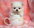 Maltese puppies for sale 