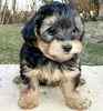 Yorkiepoo puppies for sale 