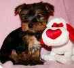 Yorkiepoo puppies for sale