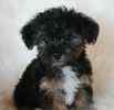 Yorkiepoo puppies for sale