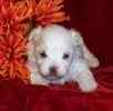 Maltese puppies for sale 